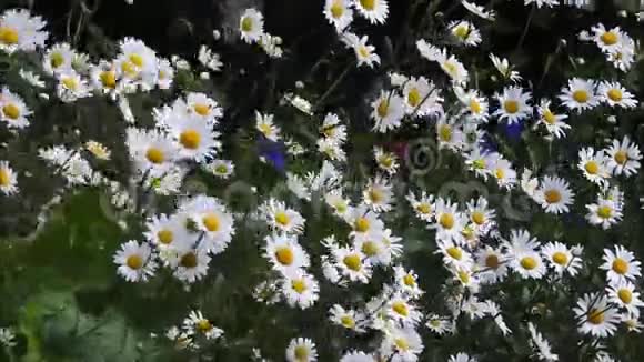 微风吹拂着夏日的雏菊视频的预览图