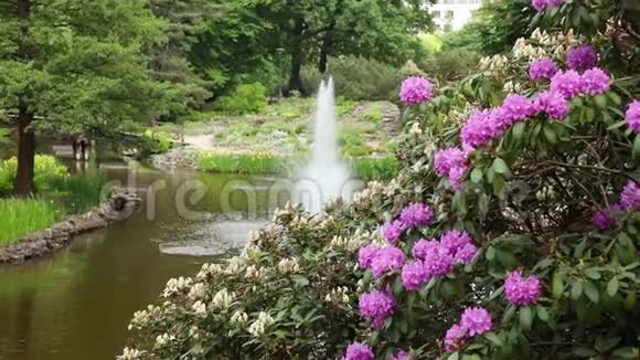 植物园的喷泉和鲜花视频的预览图