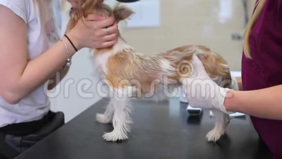 兽医在桌上检查宠物狗主人亲吻狗视频的预览图