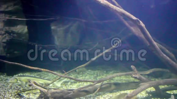 各种淡水鱼在水下游泳视频的预览图