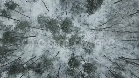 鸟瞰冬林视频的预览图