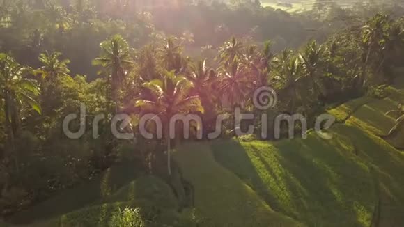 巴厘岛乌布德美丽的稻田太阳升起时的空中无人机观景图4K慢运动视频的预览图