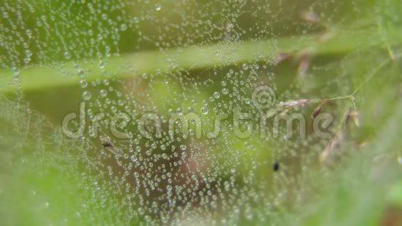 用露水滴在草地上的蜘蛛网视频的预览图