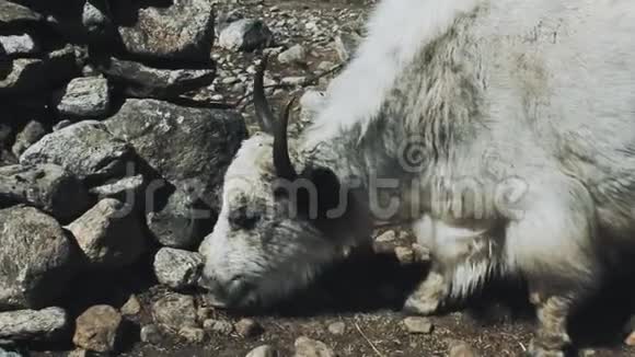 大白牦牛吃石头上的草视频的预览图