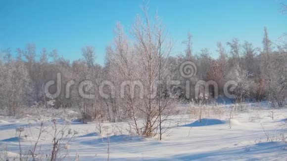 冬天的森林很多雪在霜冻中没有叶子的前景树中视频的预览图