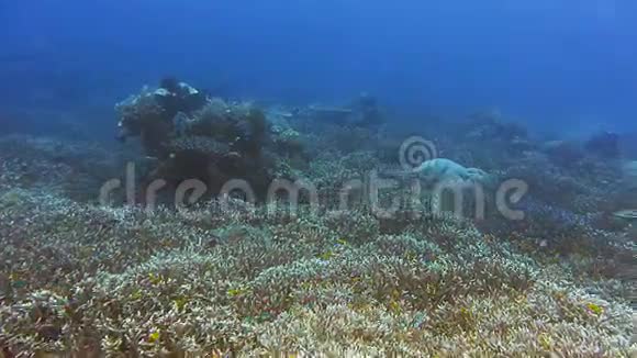 漂浮在蓝色清澈的海水中覆盖着丰富的珊瑚礁印度尼西亚RajaAmpat的Melissa花园视频的预览图
