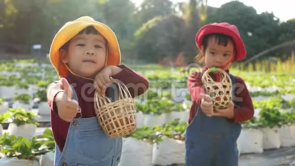 可爱的孩子们兄弟姐妹正在有机草莓农场采摘红色成熟浆果假期儿童户外活动视频的预览图