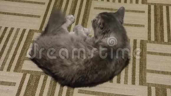 灰西伯利亚猫躺在地毯上洗衣服视频的预览图