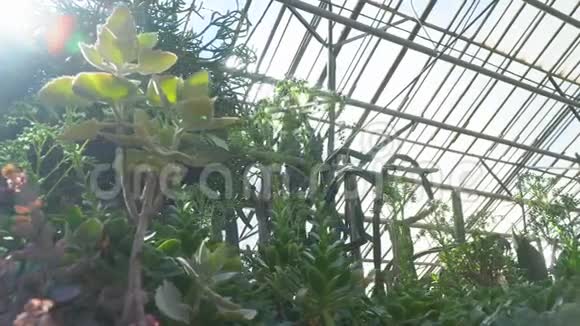 琉璃屋顶下的植物视频的预览图