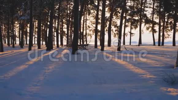 日落时美丽的圣诞冬林美丽的冬季景观公园里的松树覆盖着雪亮的光线视频的预览图