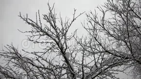 冬天时光秃秃的树枯枝灰天视频的预览图