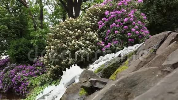 植物园里盛开的鲜花瀑布视频的预览图