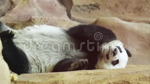 可爱的大熊猫睡在动物园里视频的预览图