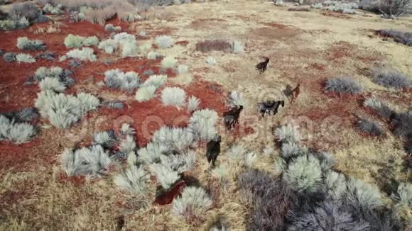 在孤独的松树城附近的沙漠上放牧马往山上看视频的预览图