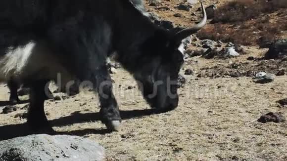 一只大黑牦牛吃喜马拉雅山的草视频的预览图