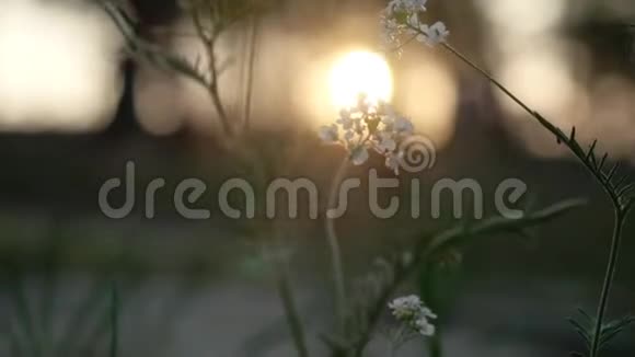 在森林里日落时把野花收拢3840x2160视频的预览图