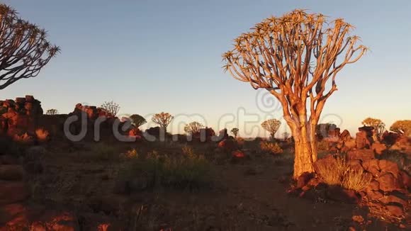 日落时的箭树纳米比亚视频的预览图