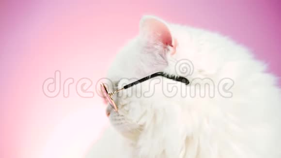 高地直毛绒猫的肖像长发和圆形太阳镜时尚时尚酷酷的动物概念视频的预览图