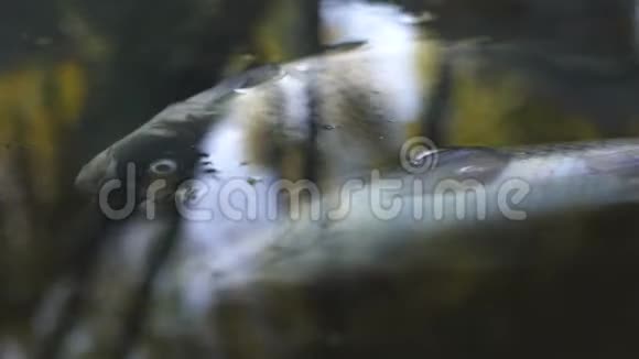 被污染的河流中的死鱼被扔进水中的废物污染视频的预览图