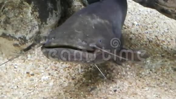 河鱼水族馆里的鲶鱼视频的预览图
