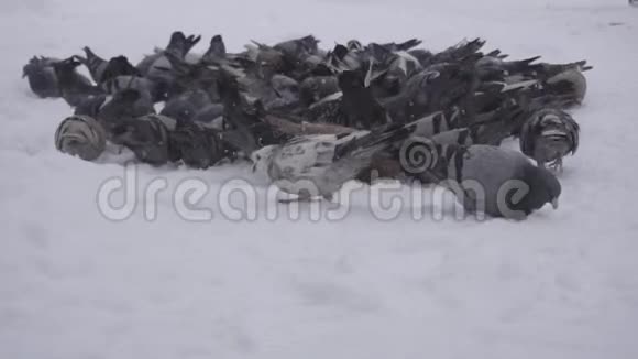 一大群鸽子在城里寻找食物霜冻的天气是下雪的冬天特写慢动作鸟视频的预览图