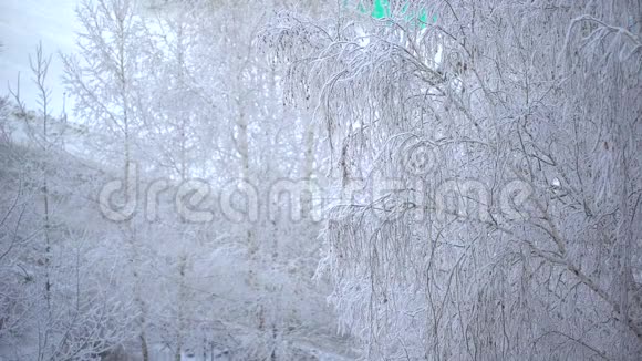 大雪过后结了霜树枝冬天霜冻的背景树道路公共汽车在树上下雪视频的预览图