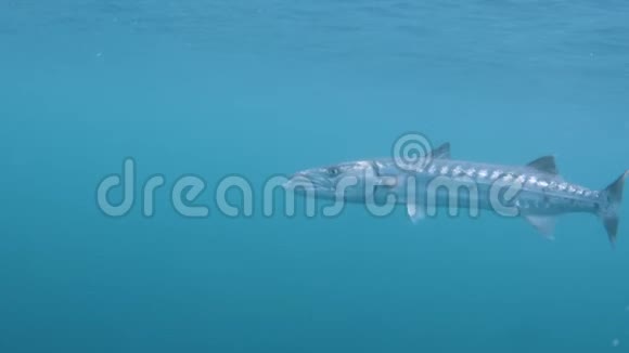 一条长长的身体鱼在水下视频的预览图