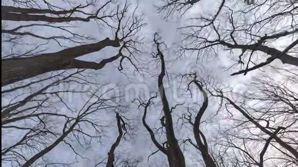 树枝和云天仰望时光流逝视频的预览图