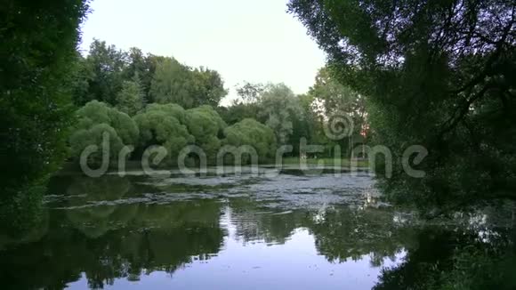 城市公园里的池塘和鸭子4K视频的预览图