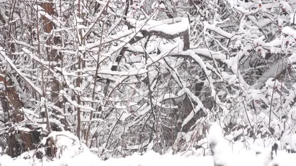 雪天雪的魅力艺术视频的预览图