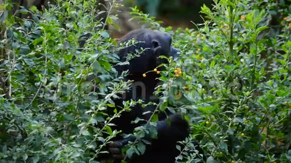 叶子和植被之间常见的黑猩猩视频的预览图
