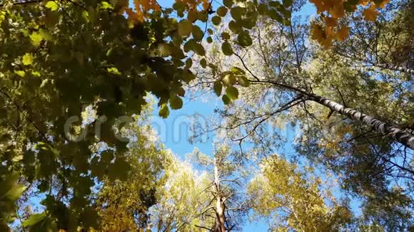 黄色叶子的树顶在蓝天上视频的预览图