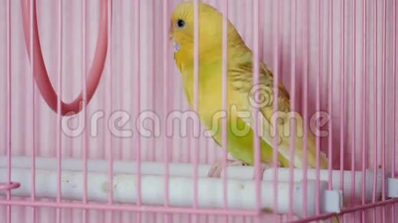 一只波浪鹦鹉坐在笼子里视频的预览图