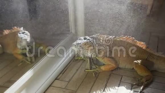大鬣蜥是绿色的坐在地板上看着镜子水落在视频的预览图