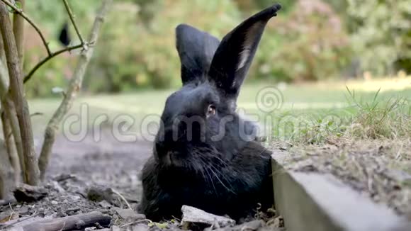 黑色佛兰德巨兔视频的预览图