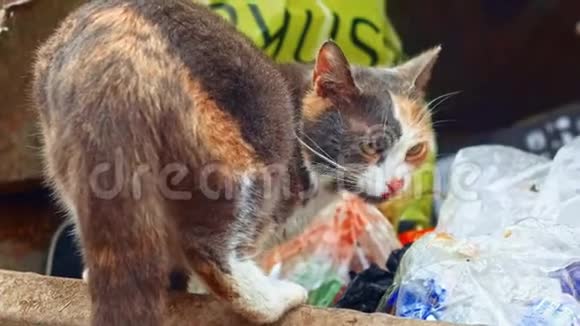 三色无家可归的猫在垃圾堆里吃东西视频的预览图