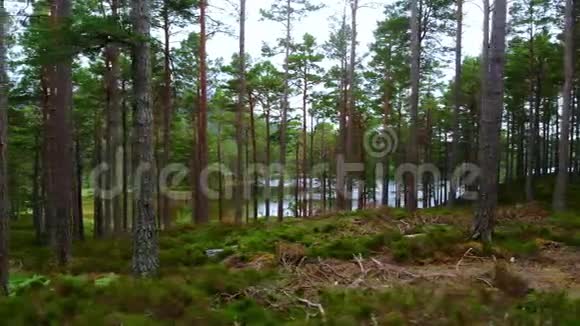 苏格兰凯恩斯国家公园的爱林湖周围的森林视频的预览图