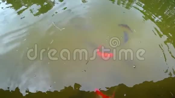 在城市公园的池塘里喂满面包的腐肉许多小鱼在水下活动视频的预览图