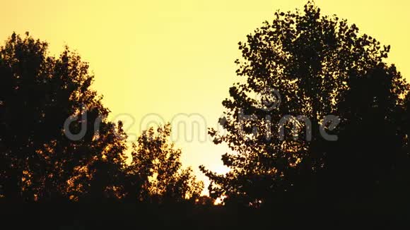 日落时的树木剪影视频的预览图