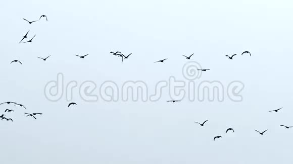 空中的鸟群视频的预览图