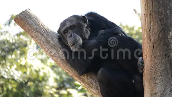 普通黑猩猩在树上休息视频的预览图