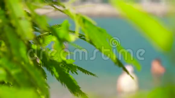 海洋背景上的绿叶和树枝人们在蓝色的水中洗澡关闭背景上的叶子视频的预览图
