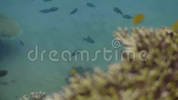 热带鱼在海底游泳深海珊瑚礁背景下的外来鱼类游泳观看视频的预览图