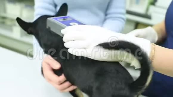 兽医在微芯片上检查Pinscher的狗视频的预览图