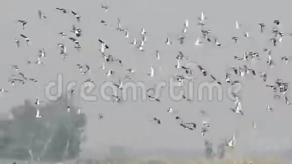 天空中的一群鸟视频的预览图