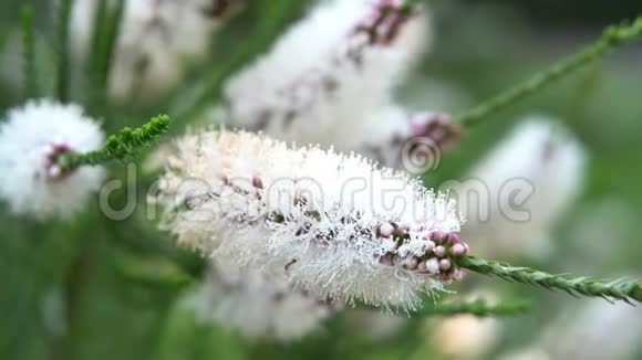 小白花和蜜蜂视频的预览图