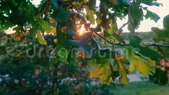 橡树在日落背景下在森林中的树枝上留下特写视频的预览图