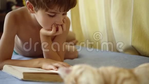 穿着蓝色短裤的男孩在床上看一本书书躺在一只生姜苏格兰折叠猫附近视频的预览图