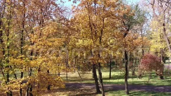 公共公园里的秋树视频的预览图