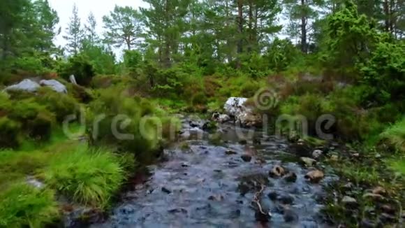 苏格兰凯恩斯国家公园森林中的小溪视频的预览图